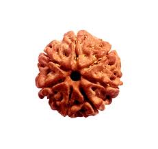 Rudraksha