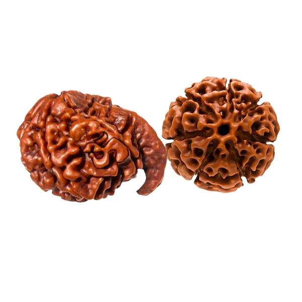 Natural Ganesh Laxmi Rudraksha Samriddhi Kit
