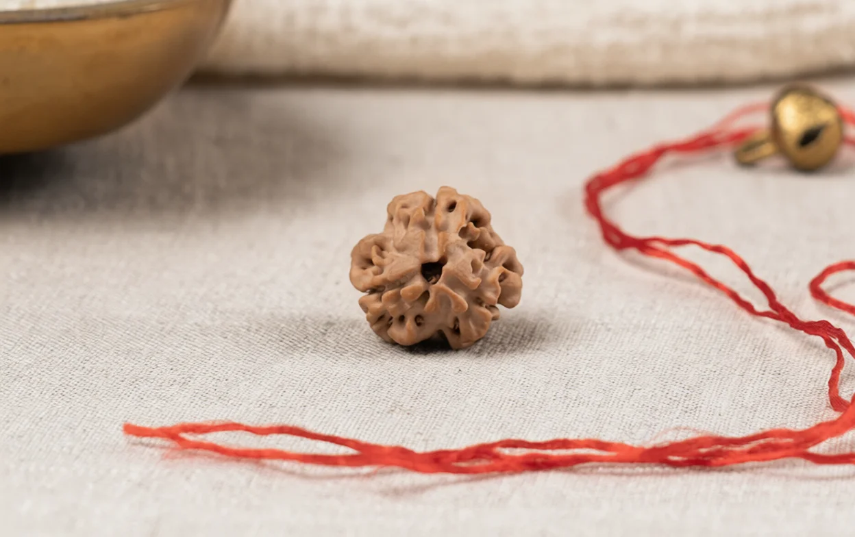 Natural 3 Mukhi Rudraksha (Nepali) 6