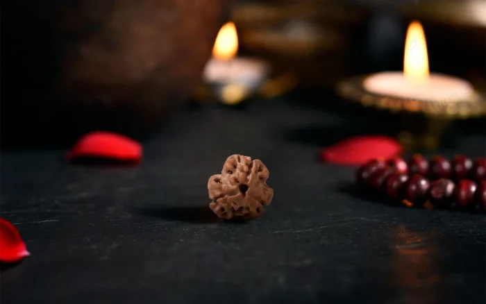 Natural 3 Mukhi Rudraksha (Nepali) 3