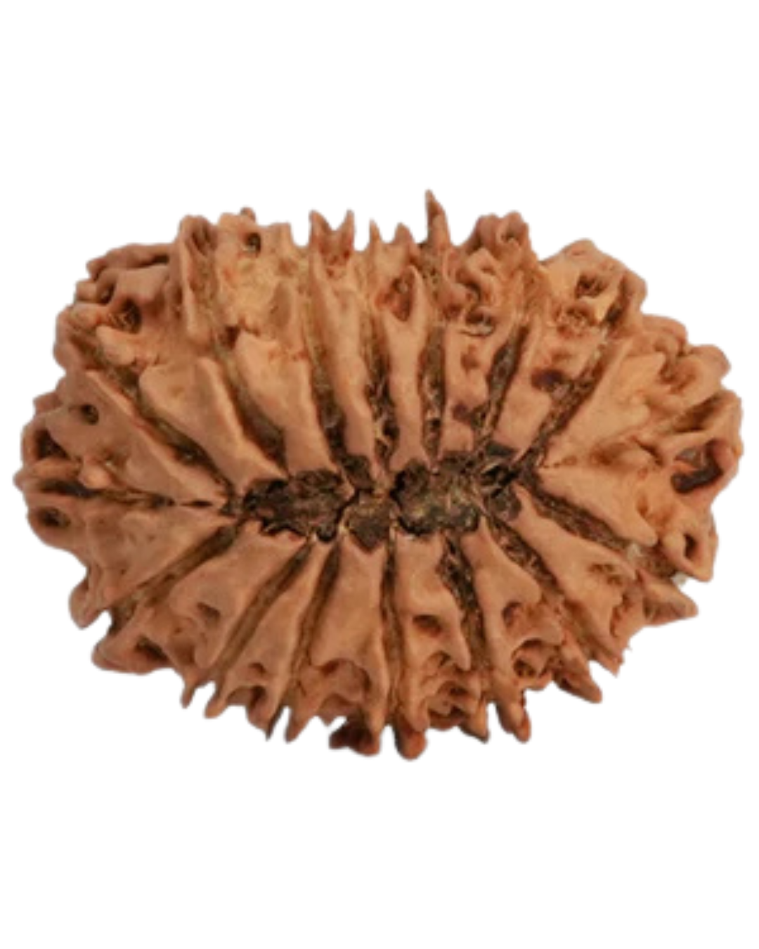 Natural 16 Mukhi Rudraksha (Nepali) 2