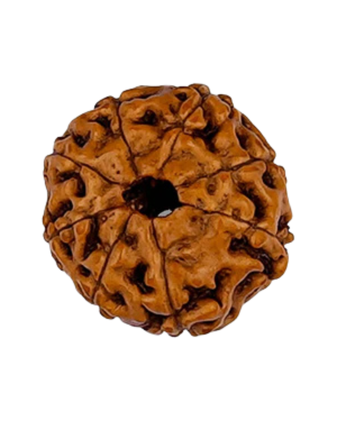 Natural 8 Mukhi Rudraksha (Indo)