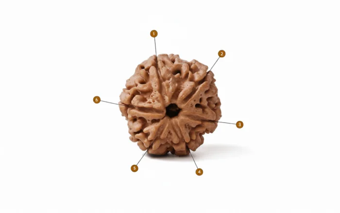 Natural 6 Mukhi Rudraksha (Nepali) 4
