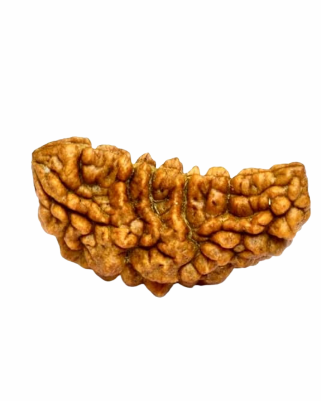 Natural 1 Mukhi Kaju Rudraksh Indian