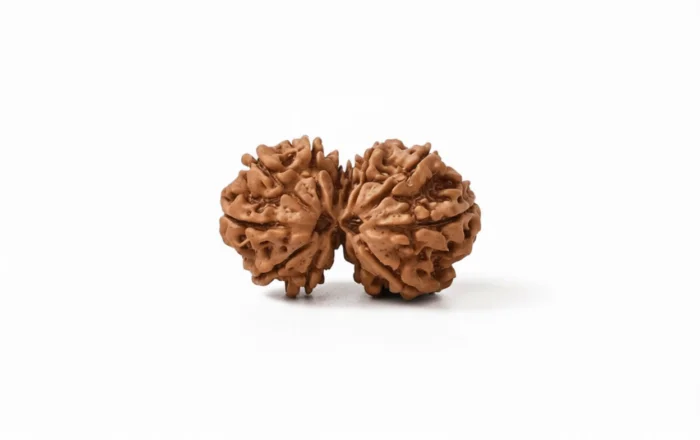 Natural Gauri Shankar Rudraksha 5