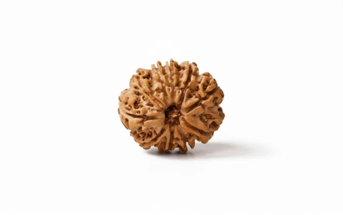 Natural 10 Mukhi Rudraksha (Nepali)