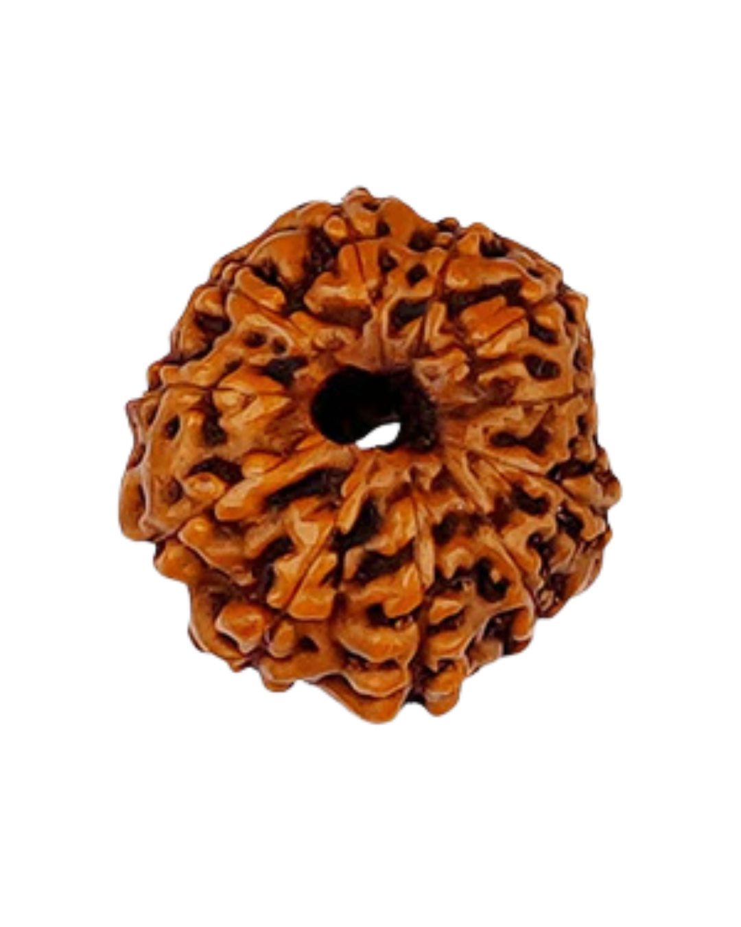 Natural 11 Mukhi Rudraksha (Indo)