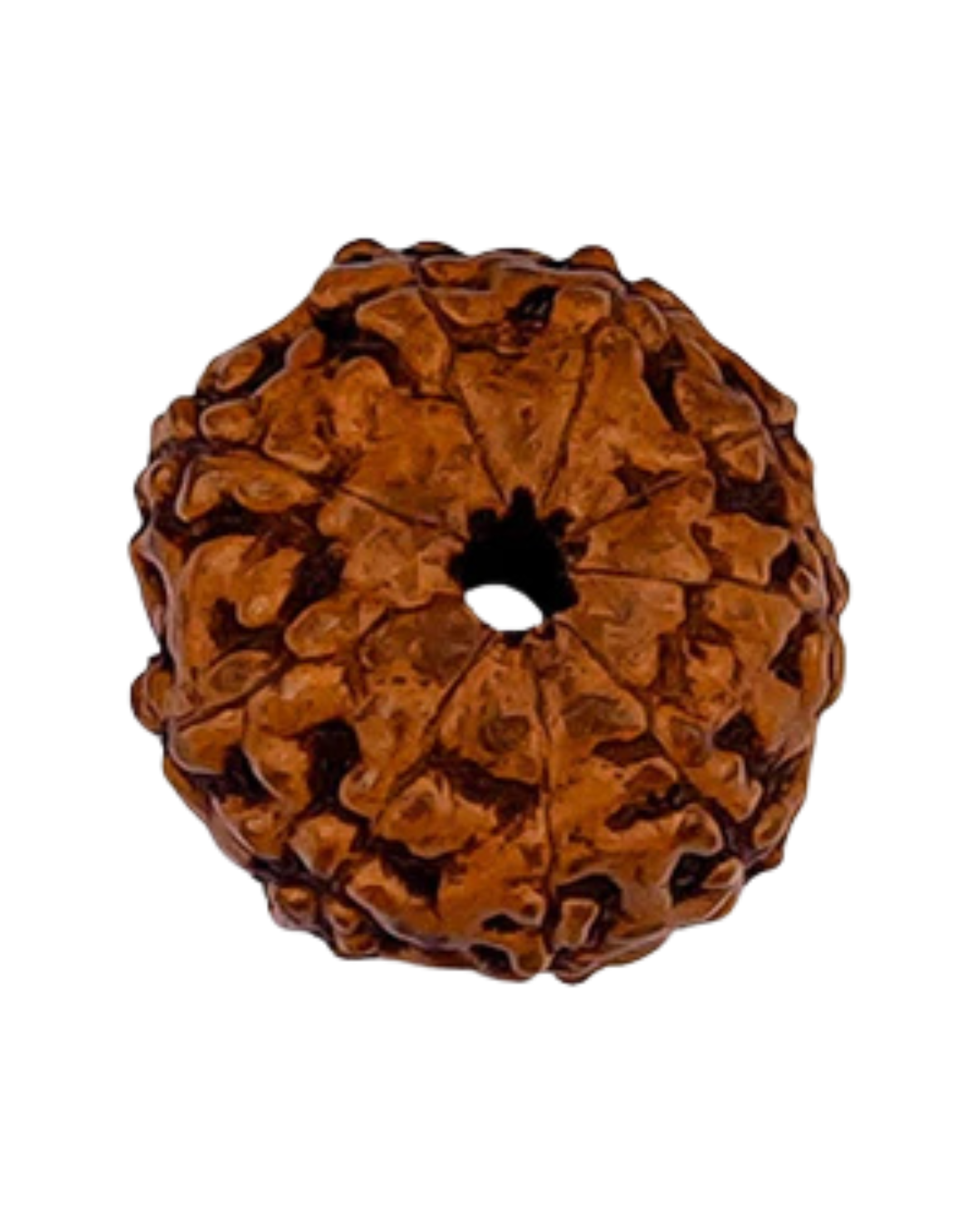 Natural 9 Mukhi Rudraksha (Indo)