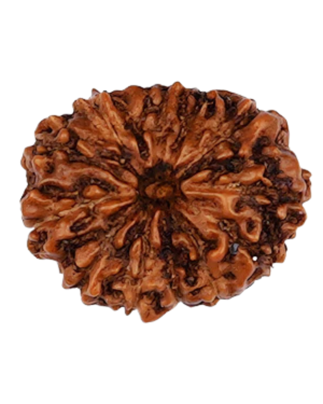Natural 13 Mukhi Rudraksha (Indo)