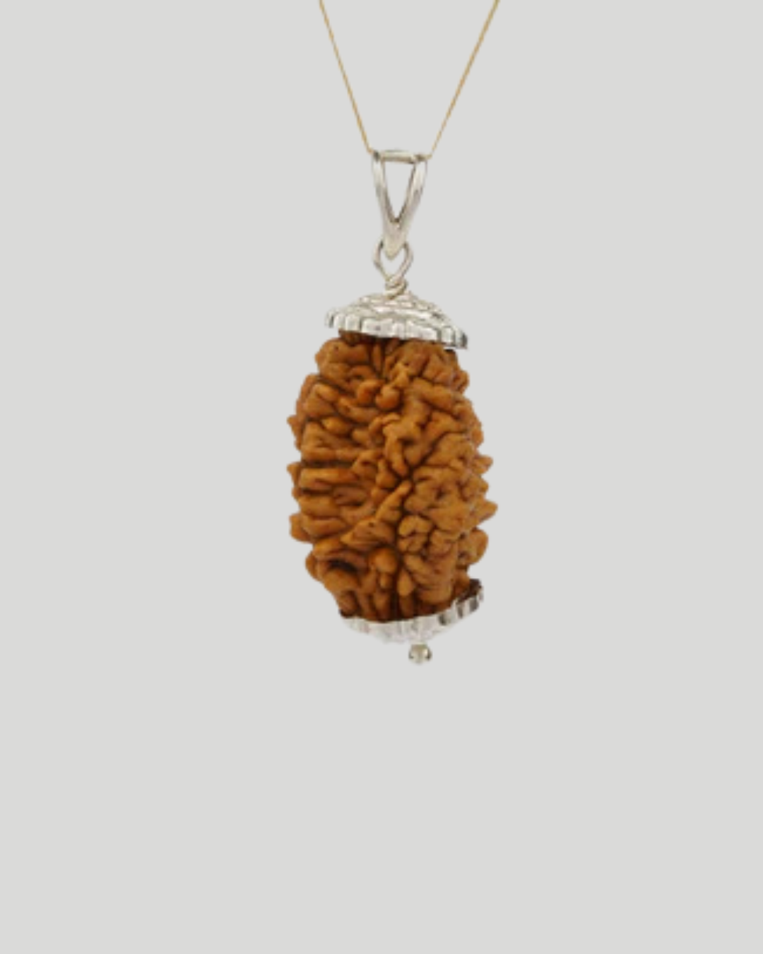 Natural 2 Mukhi Rudraksha (Indian) 3