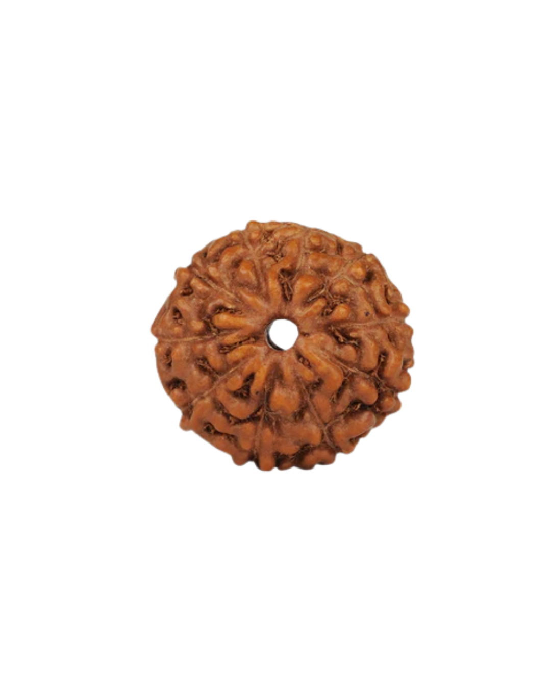 Natural 10 Mukhi Rudraksha (Indo)