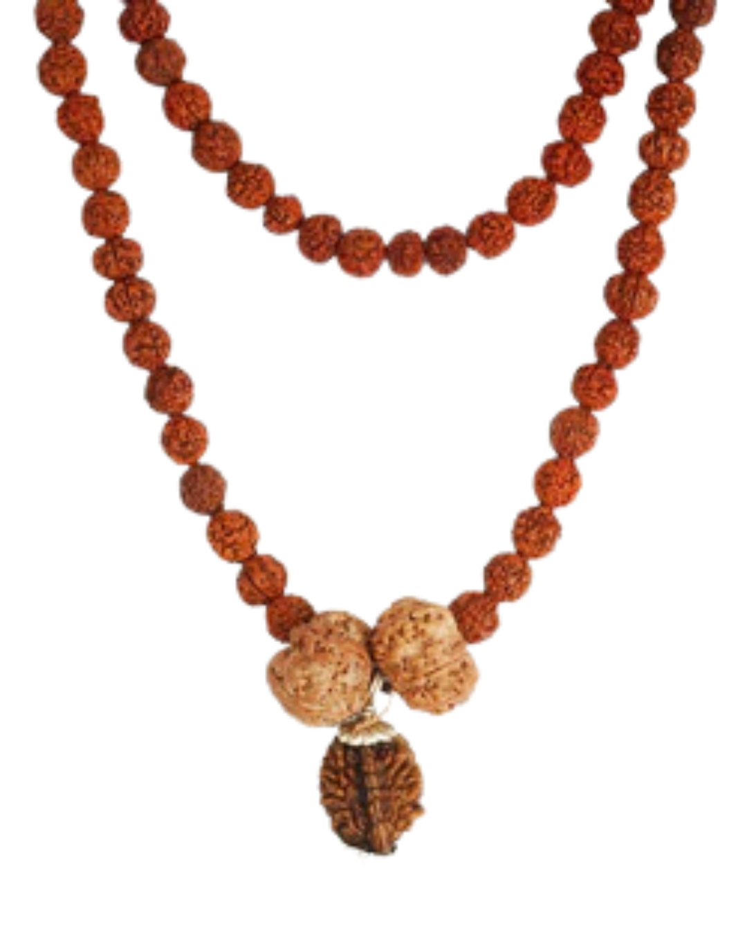 Swasth Vriddhi Mala - 7 Mukhi and 2 Mukhi Rudraksha 2