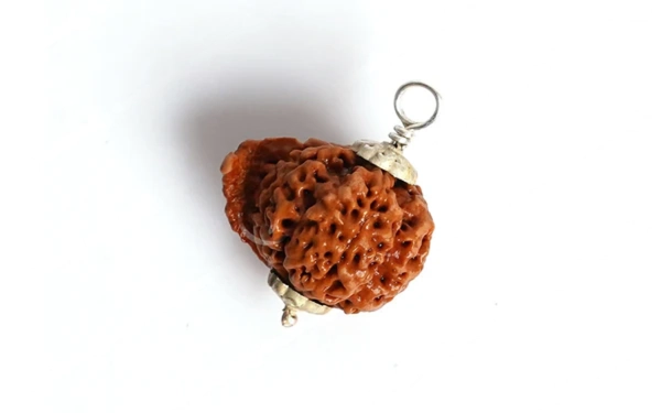 Natural Ganesha Rudraksha  (  Without Silver Cap )