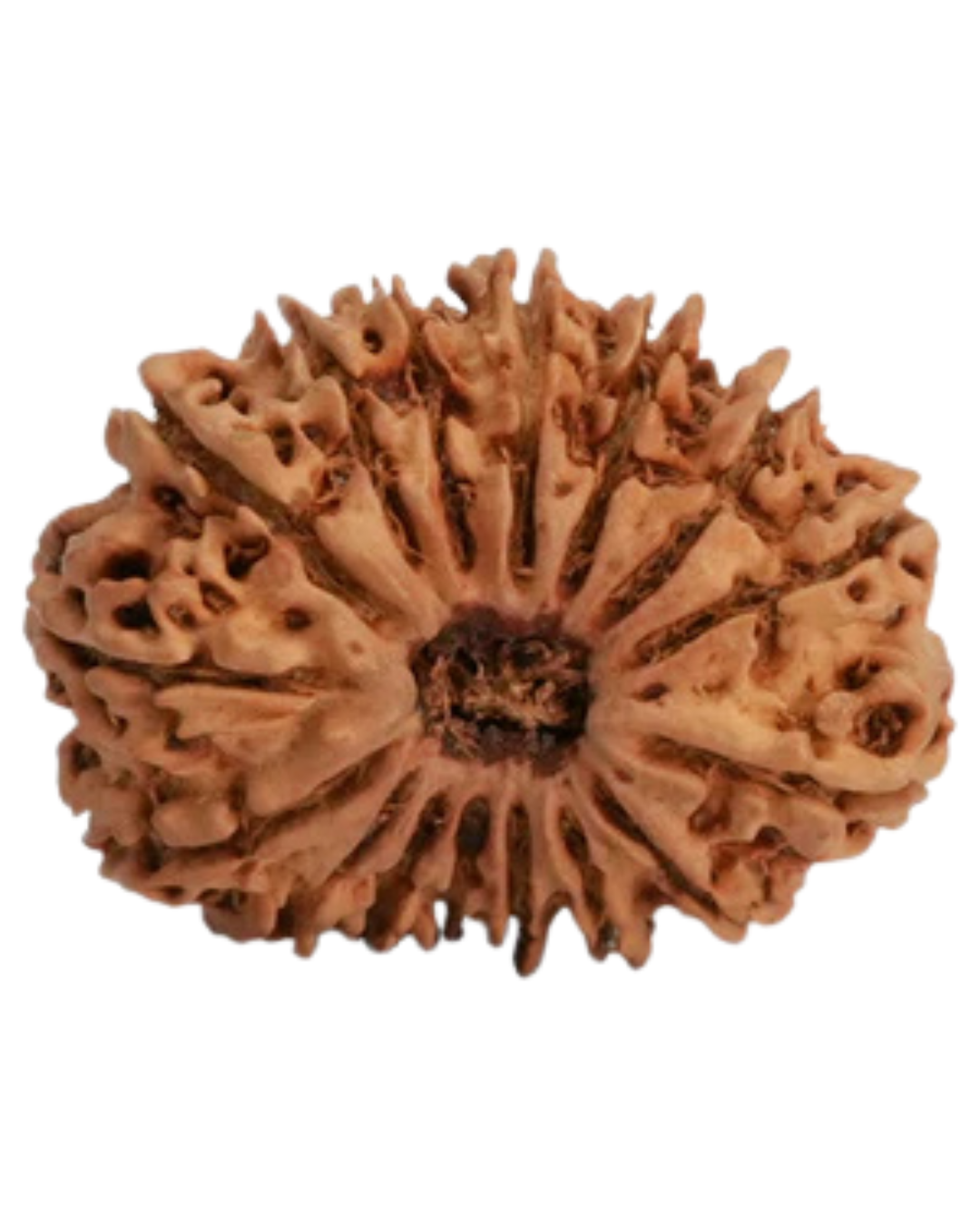 Natural 16 Mukhi Rudraksha (Nepali)