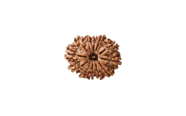 Natural 12 Mukhi Rudraksha (Nepali)