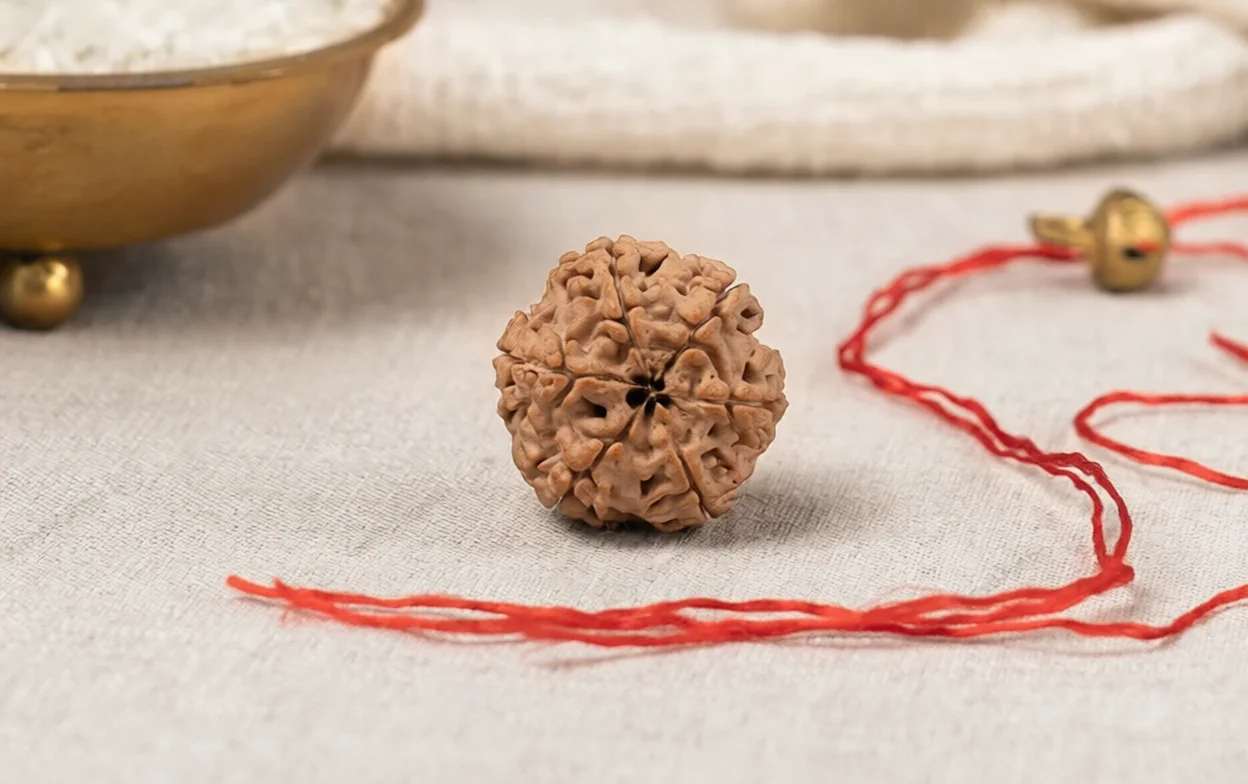 Natural 6 Mukhi Rudraksha (Nepali) 5