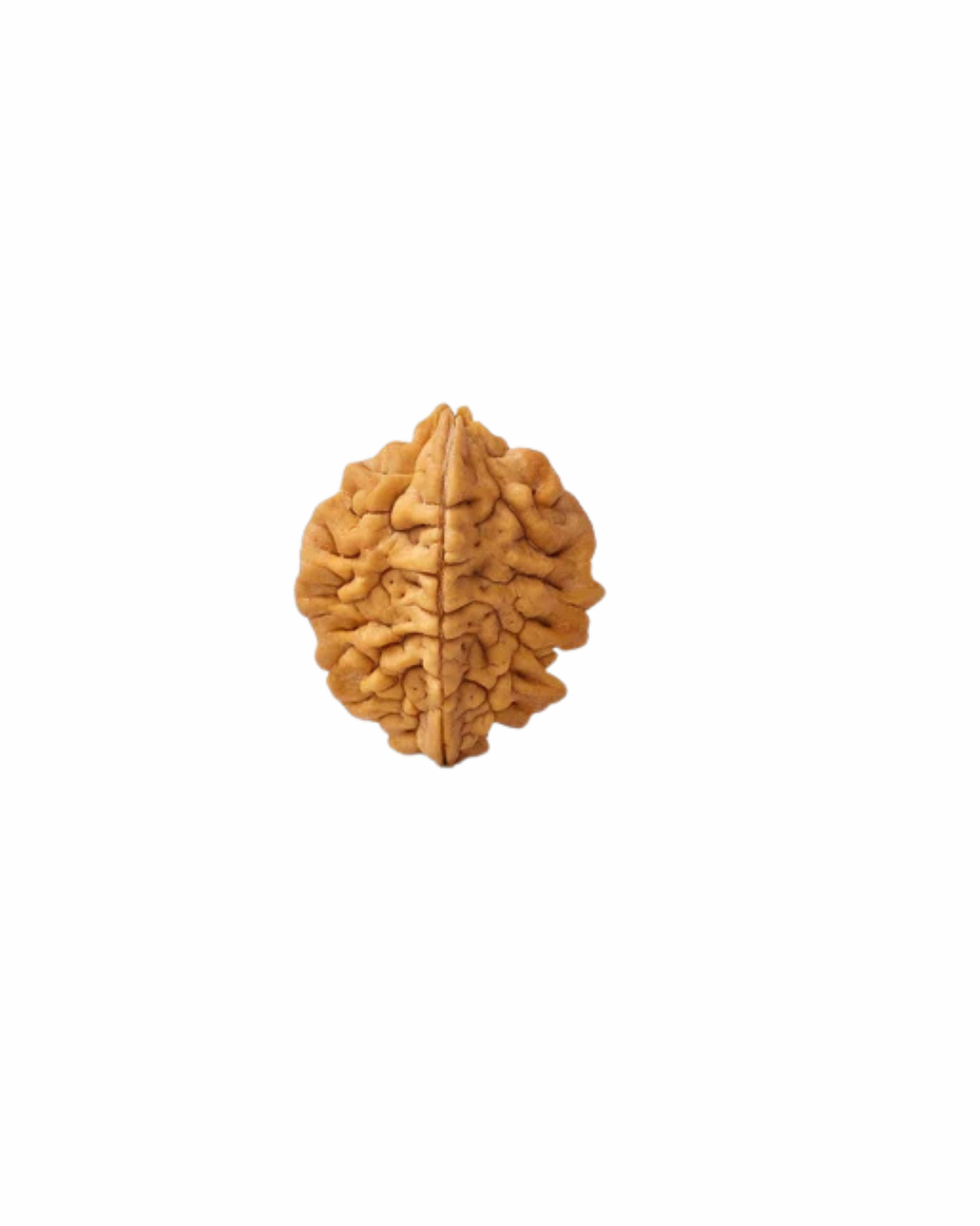Natural 2 Mukhi Rudraksha (Indian)