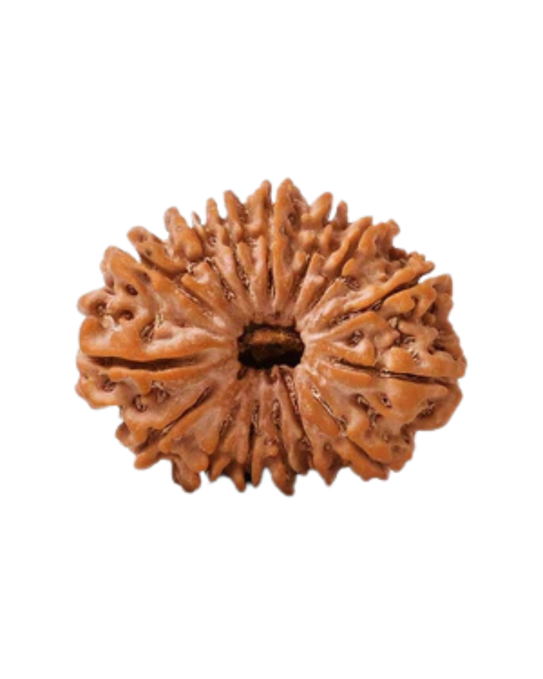 Natural 15 Mukhi Rudraksha (Nepali)