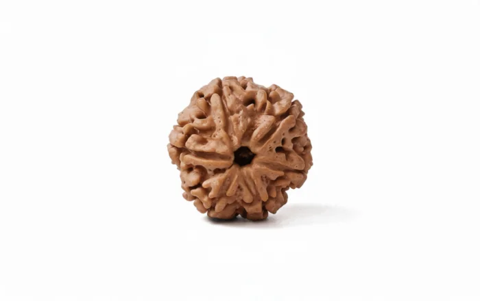 Natural 6 Mukhi Rudraksha (Nepali) 3