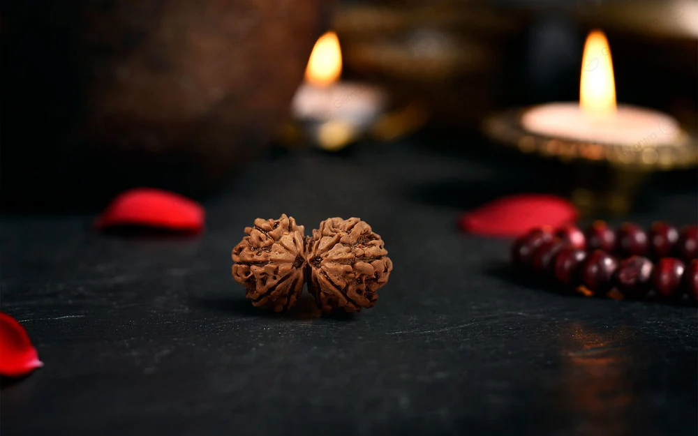 Natural Gauri Shankar Rudraksha 3