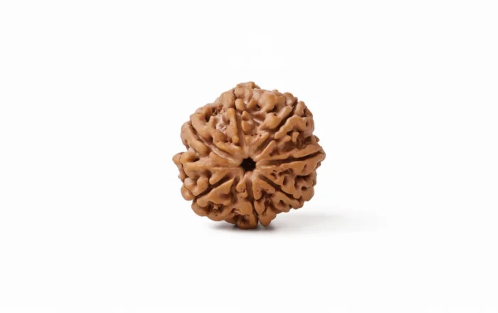 Natural 7 Mukhi Rudraksha (Nepali) 4