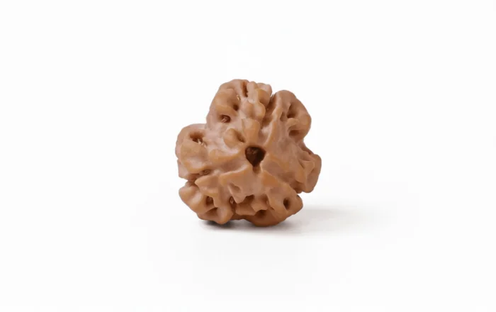 Natural 3 Mukhi Rudraksha (Nepali) 4