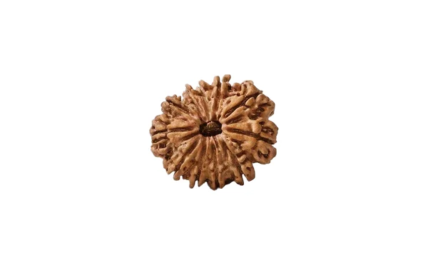 Natural 11 Mukhi Rudraksha (Nepali)