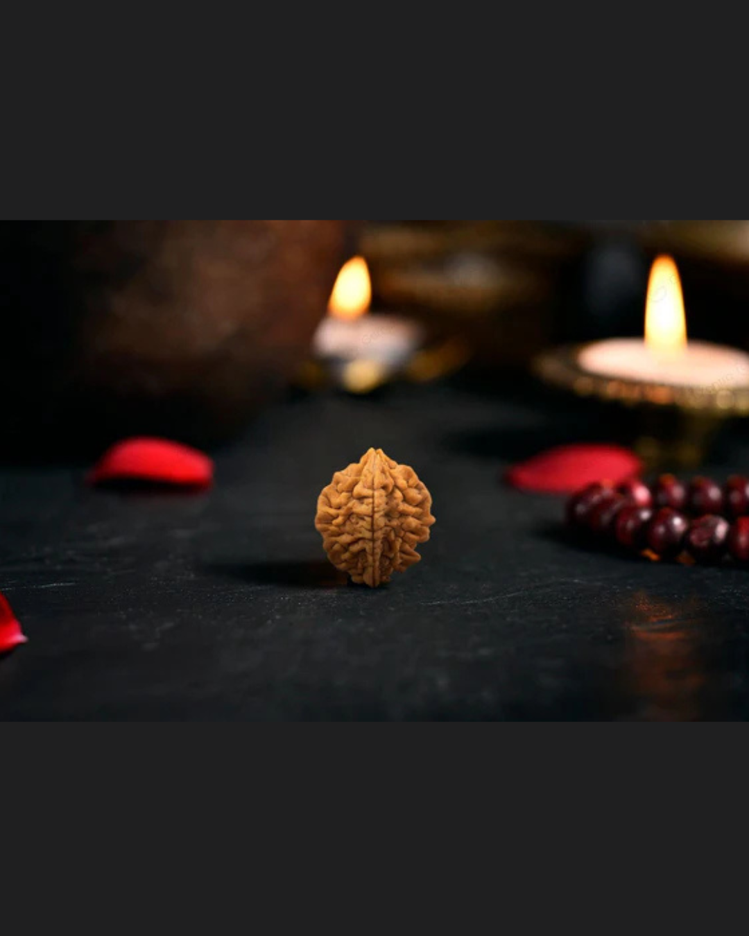 Natural 2 Mukhi Rudraksha (Indian) 4