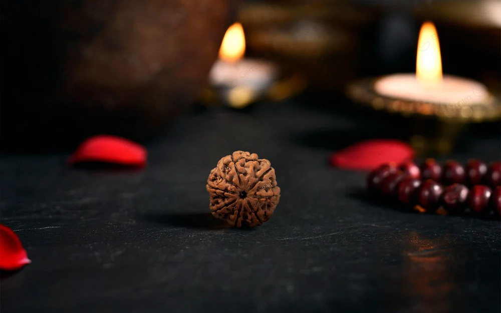 Natural 7 Mukhi Rudraksha (Nepali) 2