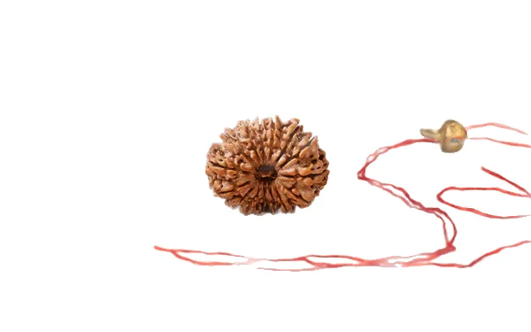 Natural 14 Mukhi Rudraksha (Nepali)
