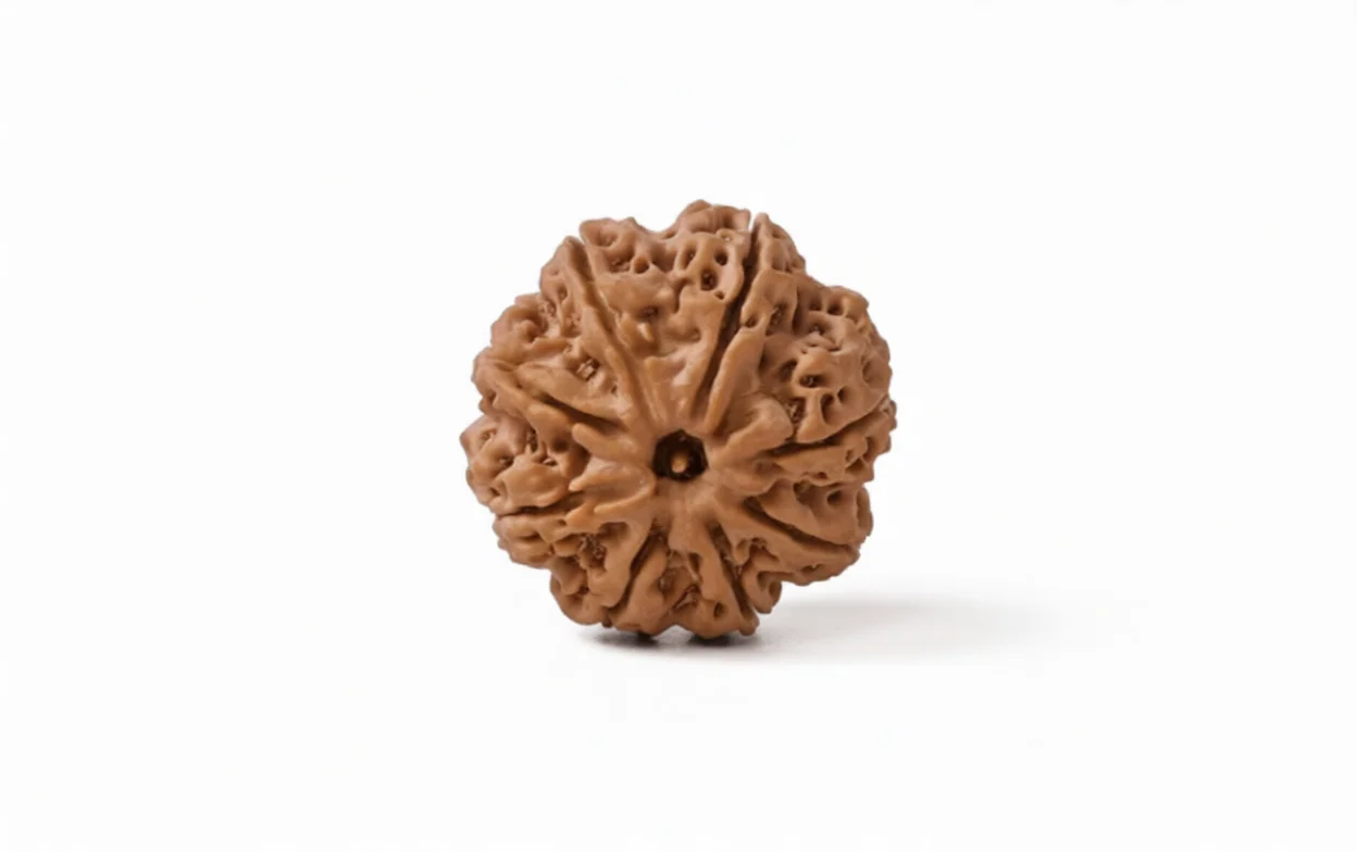 Natural 9 Mukhi Rudraksha (Nepali)