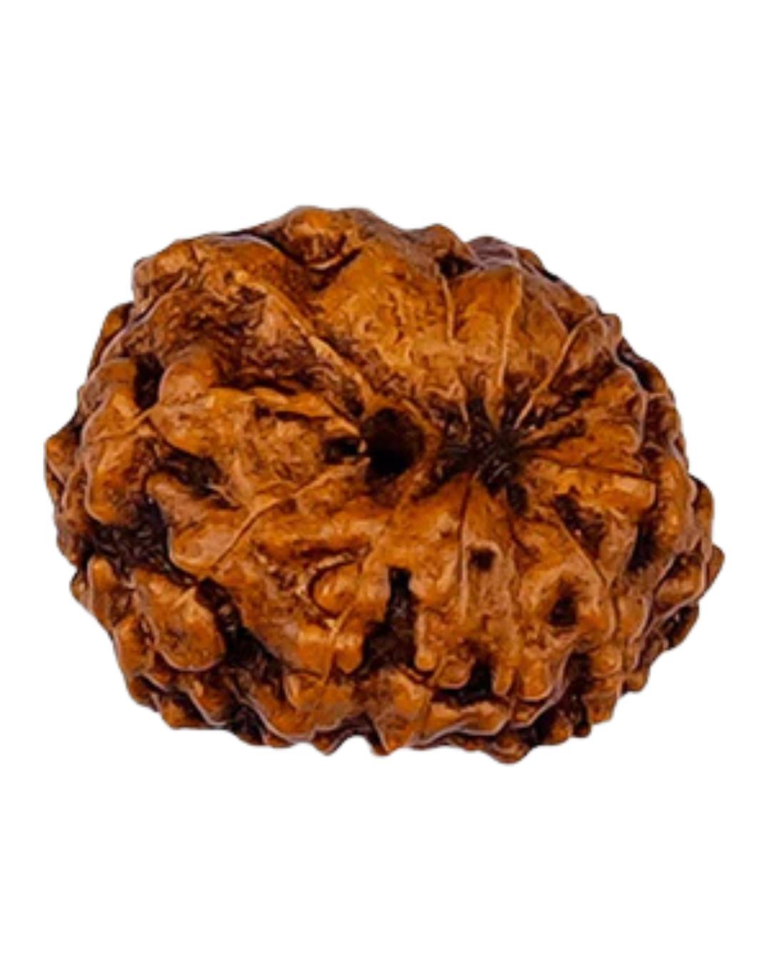 Natural 12 Mukhi Rudraksha (Indo)
