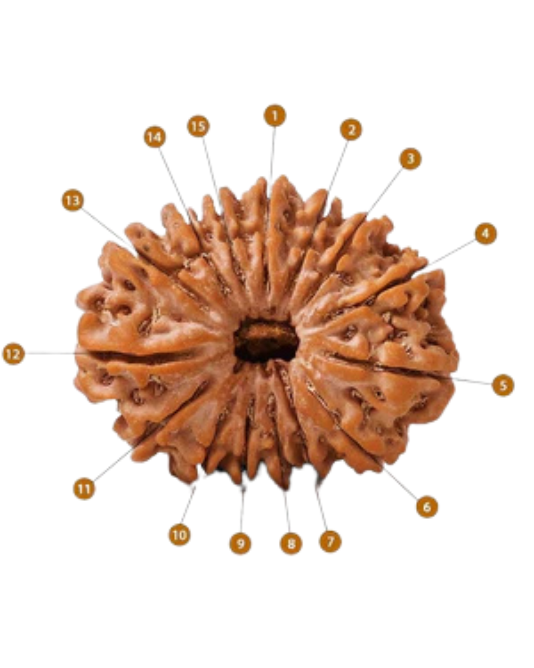 Natural 15 Mukhi Rudraksha (Nepali) 2