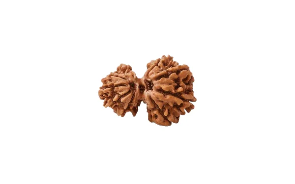 Natural Garbh Gauri Shankar Rudraksha