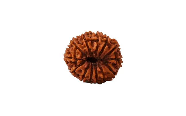 Natural 13 Mukhi Rudraksha (Nepali)